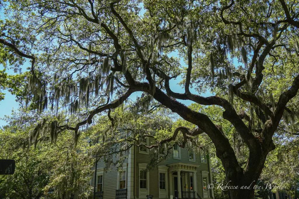 A verdant scene with a large, sprawling live oak tree, draped in Spanish moss, dominating the foreground. In the background, a two-story, pale-yellow house with white trim and a front porch peeks through the foliage.