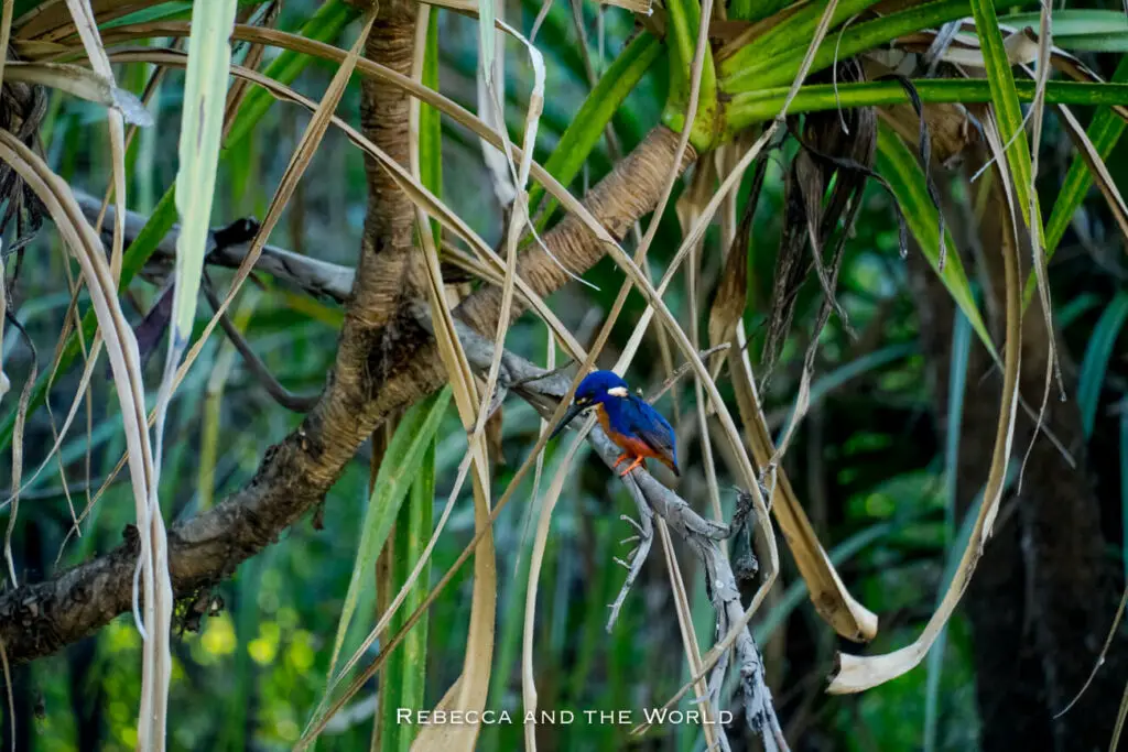A vividly coloured Kingfisher perched on a twisted branch amid dense foliage within Kakadu National Park.
