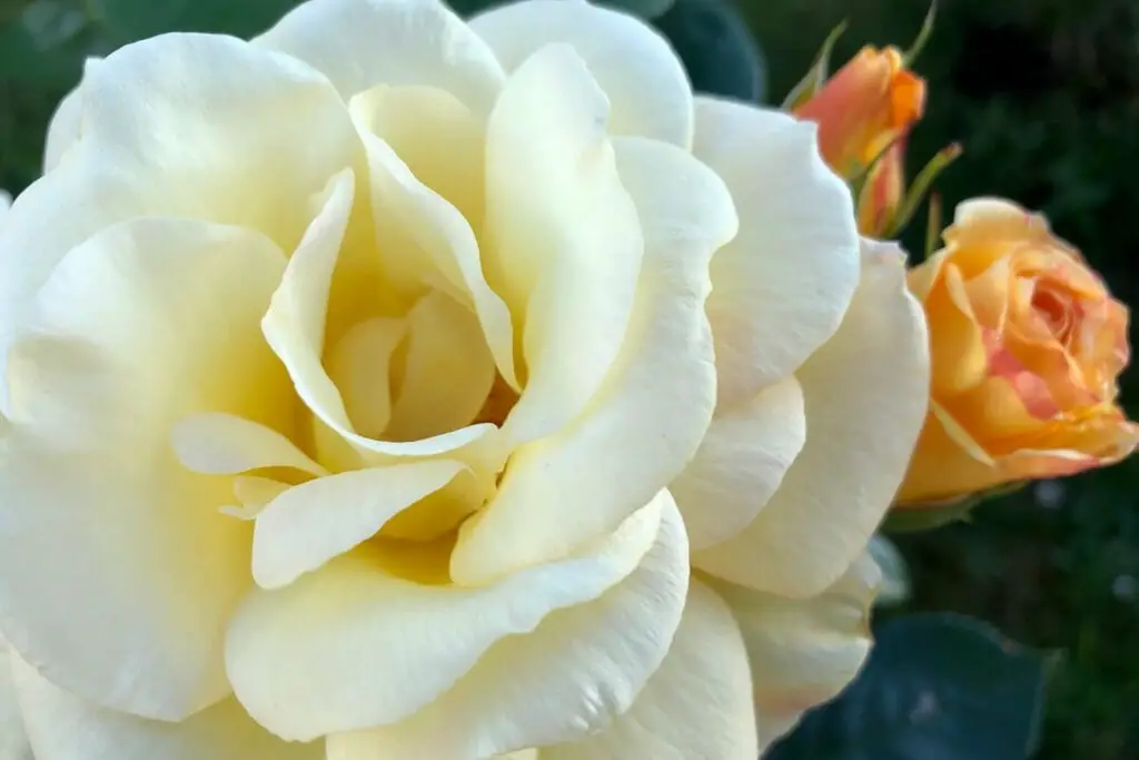 A close-up image of a blooming rose. The main flower is a soft, pale yellow, with delicate petals. In the background, there are smaller orange-tinged rosebuds. The image captures the fine details of the petals and the natural beauty of the rose. Tyler TX is the Rose Capital of the World.