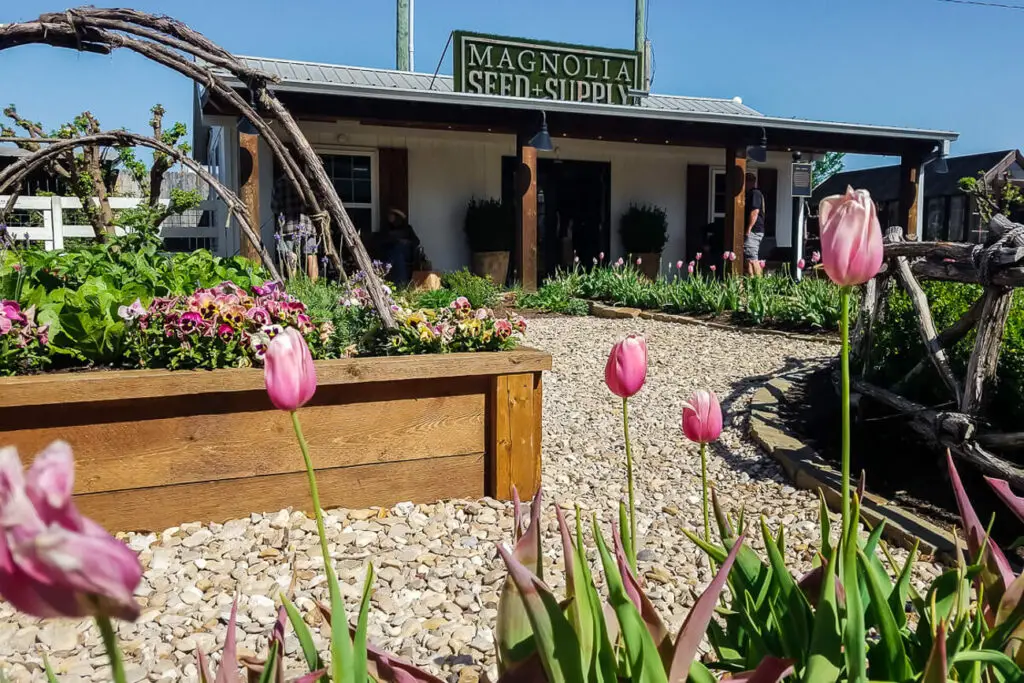 A charming garden in front of a building labeled "Magnolia Seed + Supply." The garden features raised wooden planters filled with colorful flowers, including pink tulips in the foreground. The building is rustic, with a wooden exterior and a metal roof, and a gravel path leads up to it. There are a few people visible near the entrance. Waco is one of the most popular day trips from Dallas.
